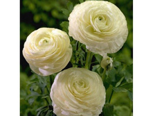 ���������� ����� (White) ���-�� � �������� 10 ��., ���� �� �������� 85 ���..jpg