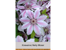 �������� Nelly Moser ���� 1 �� 150�