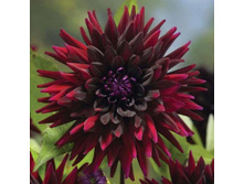 ������� ��������� ����� (Superblack Blacky) ���-�� � �������� 1 ��., ���� �� �������� 80 ���..jpg