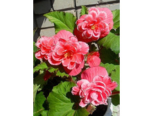 ������� ������ ���� ���� ���. ����.jpg