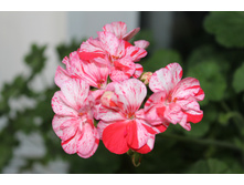 Peppermint Twist.JPG