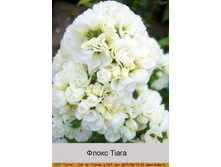 ����� Tiara ���� �� 1 �� 201�.00�.