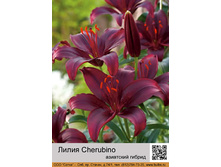 ����� Cherubino ��� 10 �� ���� 1 �� 40�