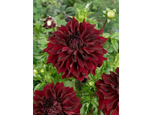 �������� ������ ����� (Mingus Alex) ���-�� � �������� 1 ��., ���� �� �������� 80 ���..jpg