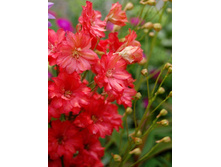 ���������� ������� (Red) ���-�� � �������� 1 ��., ���� �� �������� 189 ���..jpg