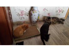 ���� , ���� ,����