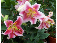 ����� �������� ���. ����2.jpg