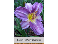 �������� Prairy Blue Eyes ���� �� 1 �� 89�.00�.