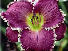 �������� ���� �� ���� (Face of the stars) ���-�� � �������� 1 ��., ���� �� �������� 199 ���..jpg