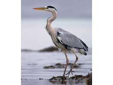 ����� �����.jpg