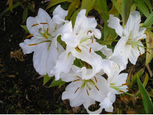 ����� ������ (Siberia) ���-�� � �������� 5 ��., ���� �� �������� 125 ���..jpg