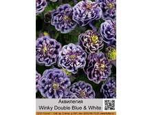 ��������� Winky Double Blue & White ���� 95� �� 1 ��