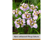 ���� ��������� Rikugi Sakura ���� 1 �� 78�.00�.