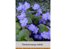 ����������� nobilis ���� �� 1 �� 137�.00�.