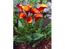 ����� ��� ������ ��. ����.jpg