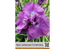 ���� ��������� Tumble Bug ���� 1 �� 127�.00�.