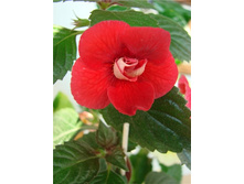 Stan's Delight (����-����)