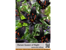 ����� Queen of Night  ��� 10 ��, ���� 1 �� 46�