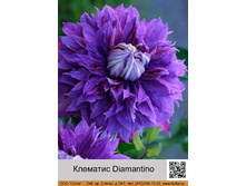 �������� Diamantino ���� 1 �� 174�