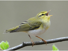 ������� ��������.jpg