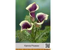 ����� Picasso ���� 1 �� 69�.00�.