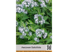 ������� Salicifolia ���� 1 �� 124�