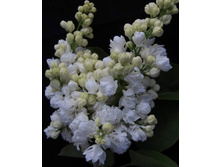 ������ � �����������(�����)