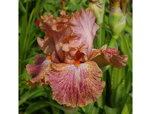 ���� Cocktail-6,14.jpg