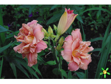 �������� ����� ����� (Lacy Doily) ���-�� � �������� 1 ��., ���� �� �������� 189 ���..jpg