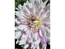 ������� ���� ����� (Moms Special) ���-�� � �������� 1 ��., ���� �� �������� 85 ���..jpg