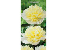 ���� ����� �������.jpg