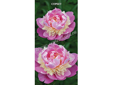 ���� ������.jpg