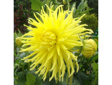 �������� ����� ���� (Yellow Star) ���-�� � �������� 1 ��., ���� �� �������� 70 ���..jpg