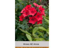 ����� AE Amos ���� �� 1 �� 66�.00�.