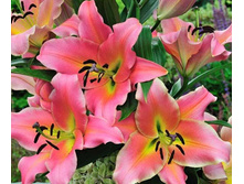 ����� �� ������ (On Stage) ���-�� � �������� 5 ��., ���� �� �������� 200 ���..jpg