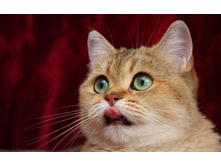 0000728067 9871281 6c49c9ab99.jpg