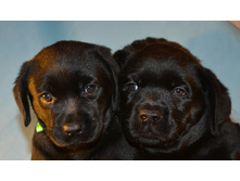 ��� �����-��������