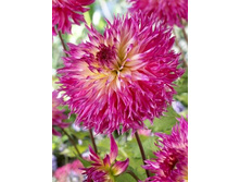 ������� ������� (Philothea) ���-�� � �������� 1 ��., ���� �� �������� 75 ���..jpg