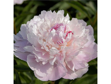 ���� ����� (Pecher) ���-�� � �������� 1 ��., ���� �� �������� 189 ���..jpg