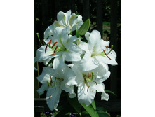 ����� ������ ���. ����2.jpg