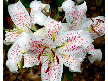 ����� ������������� (Extravaganza) ���-�� � �������� 5 ��., ���� �� �������� 215 ���..jpg