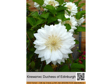 �������� Duchess of Edinburgh ���� 174�