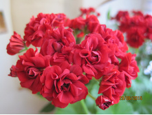 ���������� Bornhol-mpelargon Rosebud.JPG