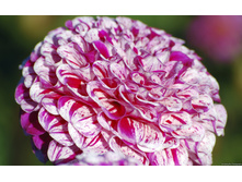 �������� ��������� ��� 101,4�.jpg