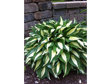 ����� ������ (Risky Bisiness) ���-�� � �������� 1 ��., ���� �� �������� 249 ���..jpg