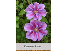 �������� Ashva ���� 1 �� 174�