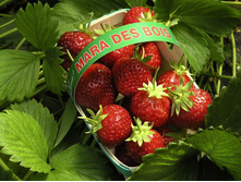 ��������� Mara des Bois 63� �� 1 ������