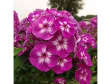 ����� ����� (Laura) ���-�� � �������� 1 ��., ���� �� �������� 49 ���..jpg