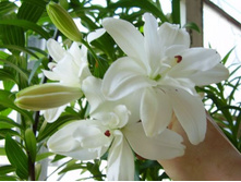 ����� ��������� ���� (Annemarie's Dream) ���-�� � �������� 5 ��., ���� �� �������� 250 ���..JPG