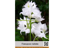 �������� radiata ���� 366�.00�.